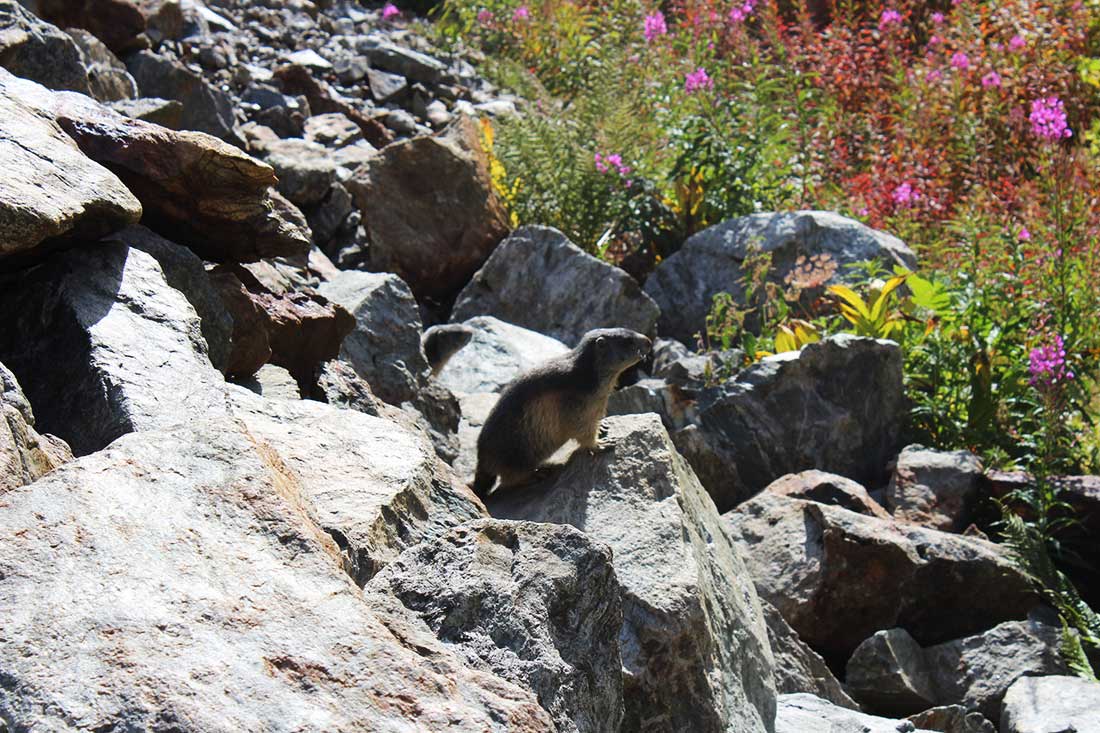 "Una famigliola di marmotte non riesce a terminare in pace la colazione."