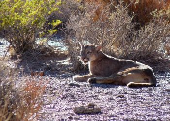 Foto del Puma reintroducido en el Cordón del Plata.