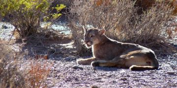 Foto del Puma reintroducido en el Cordón del Plata.