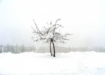 Solitario resiste el temporal. Foto: Ana Vogel