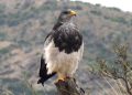 EL ÁGUILA MORA