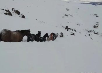 Un rescate de caballos en la cordillera de la Patagonia que se volvió viral
