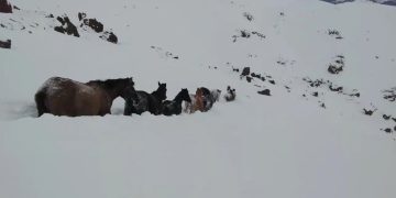 Un rescate de caballos en la cordillera de la Patagonia que se volvió viral