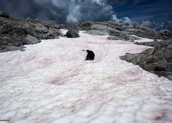 Mal presagio: la nieve rosa es cada vez más frecuente 