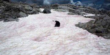 Mal presagio: la nieve rosa es cada vez más frecuente 
