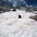 Mal presagio: la nieve rosa es cada vez más frecuente 
