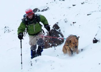 Murió Oro, la más pura nobleza en las alturas de los Andes