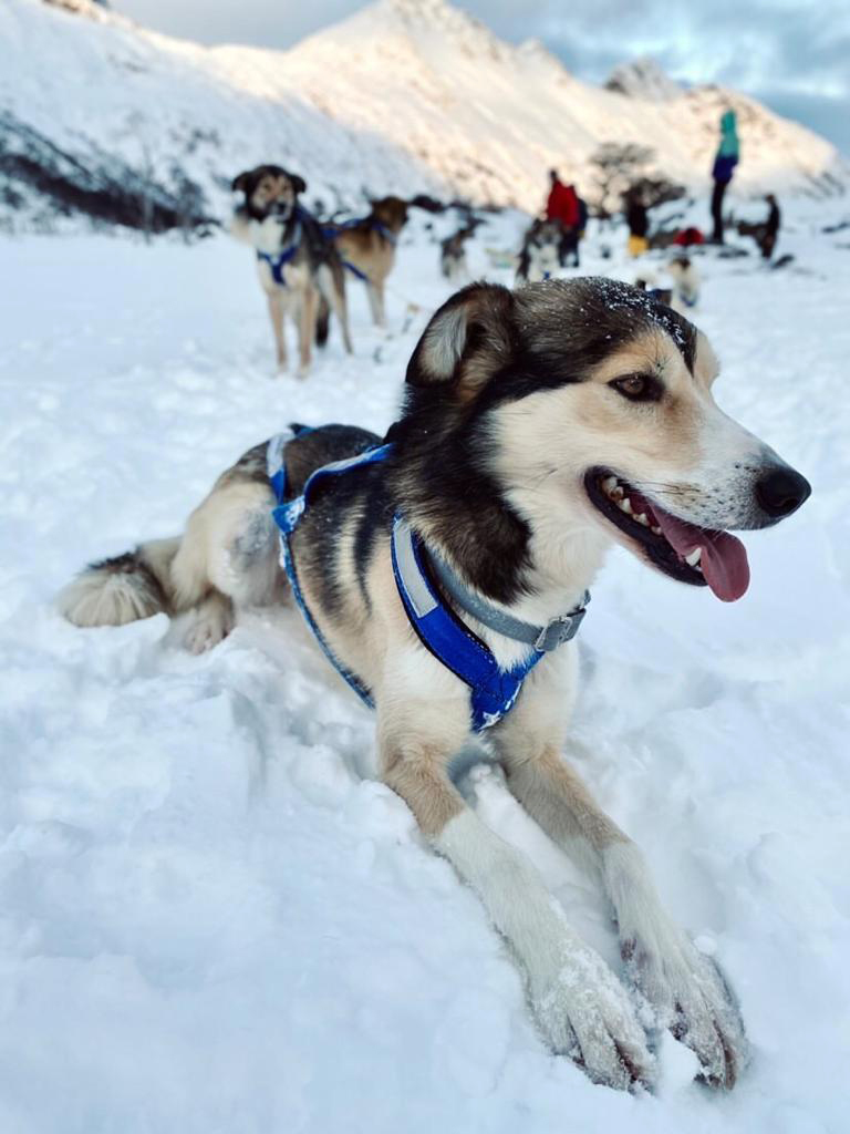"Los perros que yo uso son Alaskan Husky. Vienen del siberiano, de los perros nórdicos".