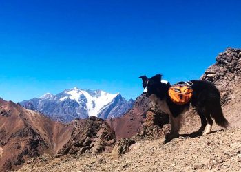 Lupo, el border collie que quiere ser guía y rescatista
