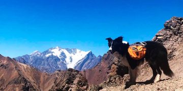 Lupo, el border collie que quiere ser guía y rescatista